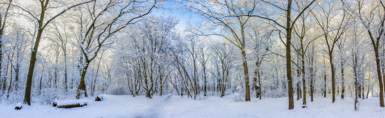 Fototapeta na wymiar Oak trees covered with snow on frosty morning landscape. Amazing winter nature panorama. Bright colorful sunrise over wintry park, fantastic scenic view of trails outdoors. Panoramic nature adventure