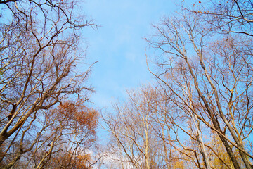 Ant view, Dry trees in forest, no leaves, against blue sky with copy space in center of frame.