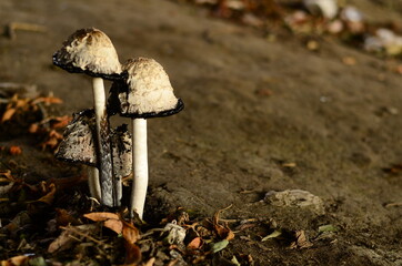 Poisonous mushrooms growing under the trees in the garden