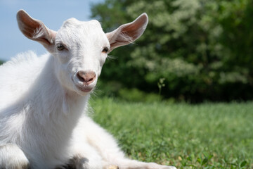 a small white kid is lying on the green grass in the fresh air in the village taken close-up