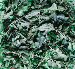 Fresh green vegan vitamin arugula, copy space, texture, place for text