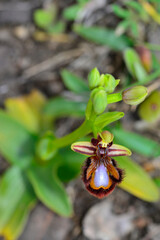 Obraz premium Ophrys speculum is an orchid, monopodial and terrestrial, belonging to the Orchidinae subtribe. It is one of the popularly called bee orchid