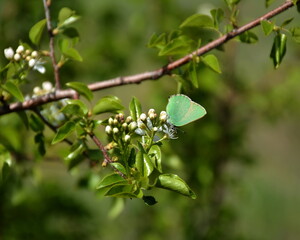 Fototapeta na wymiar Butterfly drinks nectar from a flower tree 