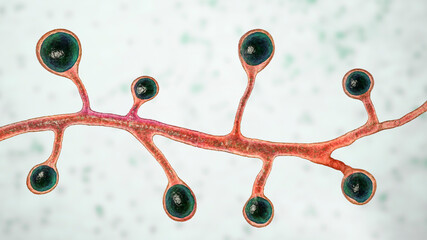 Blastomyces dermatitidis fungi © Dr_Microbe