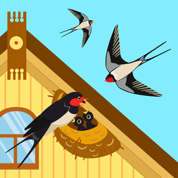 Swallow's nest under the roof of the house. A family of swallows feeds their chicks. Nature spring life illustration.