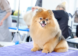Funny pomeranian dog sitting on a table in an animal salon