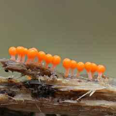 Trichia decipiens. Myxomycetes. Orange slime mold.