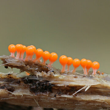 Trichia decipiens. Myxomycetes. Orange slime mold.