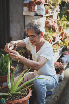 asian senior man taking care of succulent plant in home garden