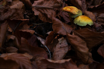 Three small yellow mushrooms growing in a pile of brown leaves in the Palatinate forest of Germany.