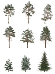 Green Pine, christmas tree isolated on white background. Banner design, 3D illustration, cg render
