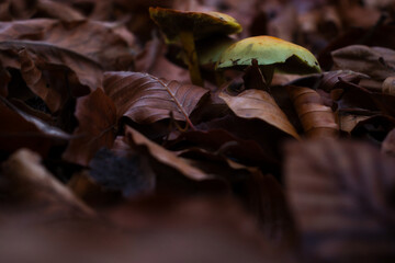 Yellow mushroom cap poking out of a pile of brown leaves in the Palatinate forest of Germahy on a fall day.