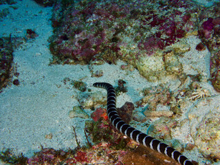 Obraz na płótnie Canvas sea snake swimming 