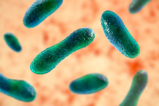 Bacteria Coxiella Burnetii, 3D Illustration