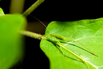 a grasshopper perched on a leaf