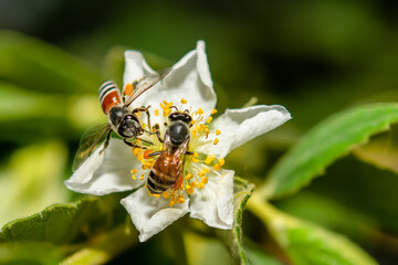 The bee is collecting nectar from flowers.
