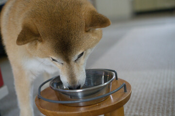 ご飯を食べる柴犬