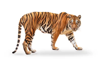 Foto op Canvas koninklijke tijger (P. t. corbetti) geïsoleerd op een witte achtergrond met uitknippad inbegrepen. De tijger staart naar zijn prooi. Hunter-concept. © Puttachat