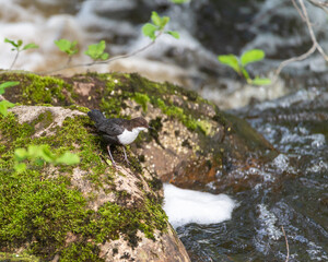 White throated dipper, Cinclus cinclus, sitting on a stone in the river in spring, summer. White and brown bird. Nature photography taken in Sweden. Bokeh background, copy space, place for text.