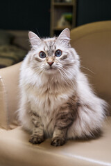 beautiful fluffy gray cat with blue eyes sits in a chair