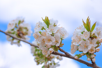 Blooming branch of sweet cherry with white flowers against the sky with clouds in the garden. Beautiful spring background, splash