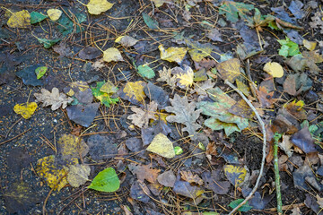 Close up of brown leaves on woodland floor 