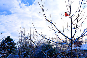 Colorful abstract landscape in winter nature