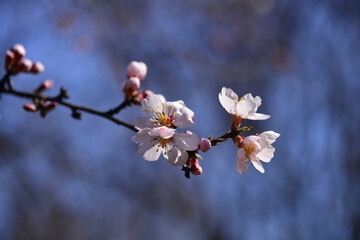 Pink almond tree flowers on almond tree branches against blue sky on a warm, sunny spring day