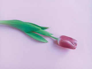 A red tulip on a pink background. Greeting card.