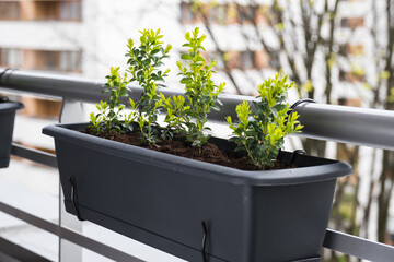 Young boxwood bushes grow in flower pots on the balcony. - obrazy, fototapety, plakaty