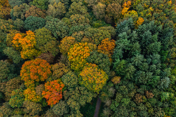Naklejka premium Bird's eye view of the autumn-colored forest in Duisburg, Germany