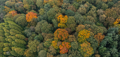Bird's eye view of the autumn-colored forest in Duisburg, Germany
