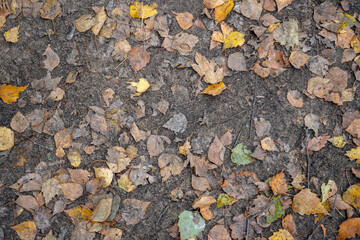 Close up of brown leaves on woodland floor 