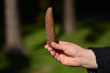 Woman's hand. Woman holding pine cone on blurred nature background