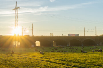 Sheep in the sunrise over the Ruhr meadow in Duisburg