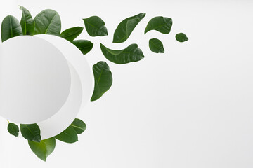 Summer bright fresh white abstract background with circles as blank frame with swirl of tropical green leaves levitate, copy space, stage for design, advertising, presentation cosmetic product.