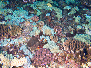 Beautiful garden underwater , coral reef , Taiwan 