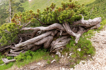 Small conifer on the edge of the path in the mountains