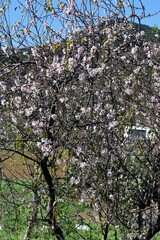 
A beautiful old almond tree located on the island of Tenerife, Canary Islands, Spain