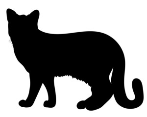 Realistic black  cat. vector illustration