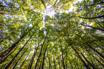 Fototapeta premium green forest in spring time