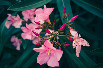 oleander flower