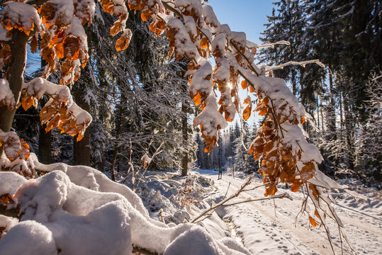 Ein Weg im Winterwald im Sonnenschein im Fichtelgebirge Wandern