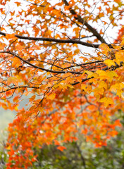 autumn leaves on a tree