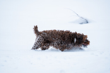 a brown big dog, a pudelpointer, has fun in the fresh powder snow