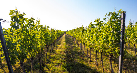Fototapeta na wymiar green vineyard rows