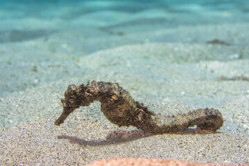 Close up, macro of Seahorse in the reef of the Caribbean Sea, Curacao