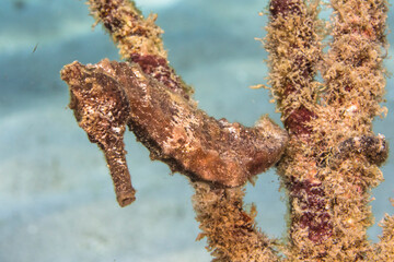 Close up, macro of Seahorse in the reef of the Caribbean Sea, Curacao