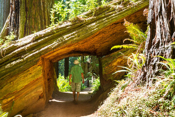 Tourist near sequoia