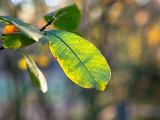 yellow leaves on a tree in the forest